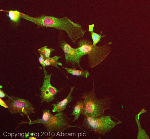 ICC/IF image of ab85679 stained HepG2 cells. The cells were 4% PFA fixed (10 min) and then incubated in 1%BSA / 10% normal Goat serum / 0.3M glycine in 0.1% PBS-Tween for 1h to permeabilise the cells and block non-specific protein-protein interactions. The cells were then incubated with the antibody (ab85679, 5µg/ml) overnight at +4°C. The secondary antibody (green) was Alexa Fluor® 488 Goat anti-Rabbit IgG (H+L) used at a 1/1000 dilution for 1h. Alexa Fluor® 594 WGA was used to label plasma membranes (red) at a 1/200 dilution for 1h. DAPI was used to stain the cell nuclei (blue) at a concentration of 1.43µM.