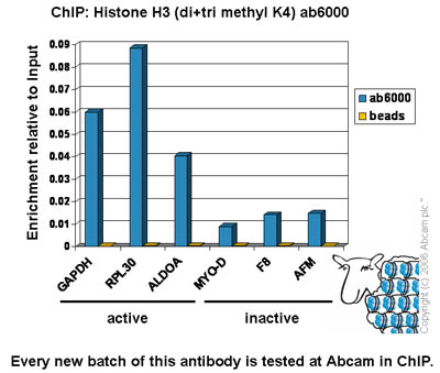 Chromatin was prepared from U2OS cells according to the Abcam X-ChIP protocol. Cells were fixed with formaldehyde for 10min. The ChIP was performed with 25 µg of chromatin, 2 µg of ab6000 (blue), and 20 µl of protein A/G sepharose beads. No antibody was added to the beads control (yellow). The immunoprecipitated DNA was quantified by real time PCR (Taqman approach). Primers and probes are located in the first kb of the transcribed region.