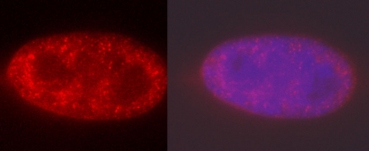 Left image shows human Hep cell monolayer fixed with 4% formaldehyde, permeabilized using 0.5% Triton X-100, blocked with 5% FCS in PBS (20 min) and incubated with ab6000 for 1 hr (diluted 1/200 in PBS plus 1% FCS). Detection with anti-mouse rhodamin labeled secondary antibody. Unstained areas represent nucleoli and heterochromatin as judged from DAPI overlay of the same cell in the right image. This image was kindly supplied as part of the review submitted by Christian Schoefer.