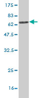 Western blot against tagged recombinant protein immunogen using ab57992 LRG1 antibody at 1ug/ml. 