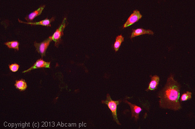 ICC/IF image of ab57992 stained HeLa cells. The cells were 4% formaldehyde fixed (10 min) and then incubated in 1%BSA / 10% normal goat serum / 0.3M glycine in 0.1% PBS-Tween for 1h to permeabilise the cells and block non-specific protein-protein interactions. The cells were then incubated with the antibody (ab57992, 5µg/ml) overnight at +4°C. The secondary antibody (green) was ab96879, DyLight® 488 goat anti-mouse IgG (H+L) used at a 1/250 dilution for 1h. Alexa Fluor® 594 WGA was used to label plasma membranes (red) at a 1/200 dilution for 1h. DAPI was used to stain the cell nuclei (blue) at a concentration of 1.43µM.