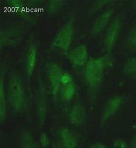 ab28320 at 1/100 staining human HUVEC cells by ICC/IF. The cells were methanol fixed and blocked with BSA prior to incuabtion with the antibody for 1 hour. A FITC conjugated goat anti-mouse IgG antibody was used as the secondary. See Abreview