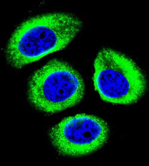 Immunofluorescent analysis of U-251MG cells labeling LRP12 with ab170501 at 1/10 followed by Alexa Fluor 488-conjugated goat anti-rabbit lgG (green) and DAPI staining.