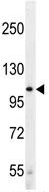 Anti-LRP12 antibody - C-terminal (ab170501) at 1/100 dilution + Jurkat cell line lysate at 35 µg