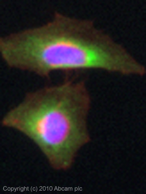 ICC/IF image of ab85591 stained HeLa cells. The cells were 4% PFA fixed (10 min) and then incubated in 1%BSA / 10% normal goat serum / 0.3M glycine in 0.1% PBS-Tween for 1h to permeabilise the cells and block non-specific protein-protein interactions. The cells were then incubated with the antibody (ab85591, µg/ml) overnight at +4°C. The secondary antibody (green) was Alexa Fluor® 488 goat anti-rabbit IgG (H+L) used at a 1/1000 dilution for 1h. Alexa Fluor® 594 WGA was used to label plasma membranes (red) at a 1/200 dilution for 1h. DAPI was used to stain the cell nuclei (blue) at a concentration of 1.43µM. This antibody also gave a positive result in 100% methanol fixed (10 min) HeLa cells at 5µg/ml.