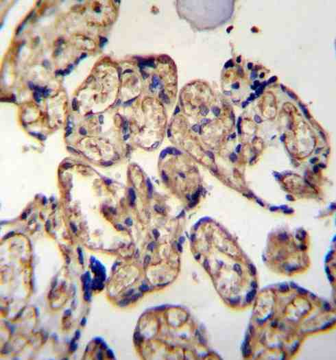 Immunohistochemical analysis of paraffin embedded Human placenta tissue labeling LRRC45 with ab170263 at 1/50.