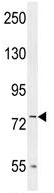 Anti-LRRC45 antibody - C-terminal (ab170263) at 1/100 dilution + Hela cell line lysate at 35 µg