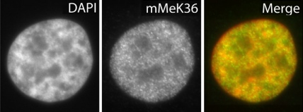 Staining of interphase nuclei of Hela cells with ab9048 (green) at a working dilution of 1/500. The DNA is stained with DAPI. ab9048 appears to be more associated with heterochromatin (DAPI intense regions) than euchromatin (DAPI less intense regions).
