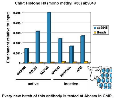 Chromatin was prepared from U2OS cells according to the Abcam X-ChIP protocol. Cells were fixed with formaldehyde for 10 min. The  ChIP was performed with 25 µg of chromatin, 2 µg of  ab9048 (blue), and 20 µl of protein A/G sepharose beads. No antibody was added to the beads control (yellow). The immunoprecipitated DNA was quantified by real time PCR (Taqman approach). Primers and probes are located in the first kb of the transcribed region. 