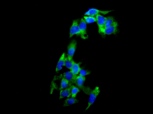 Immunofluorescent analysis of HepG2 cells labeling LSM12 with ab173291 at 1/100 dilution.