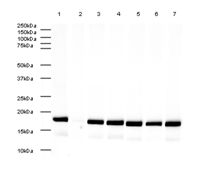 All lanes : Anti-Histone H3 (mono methyl K4) antibody - ChIP Grade (ab8895) (Sample: Calf thymus histone lysate)Lane 1 : As aboveLane 2 : Human Histone H3 (mono methyl K4) peptide (ab1340) at 1 µg/mlLane 3 : Human Histone H3 (di methyl K4) peptide (ab7768) at 1 µg/mlLane 4 : Human Histone H3 (tri methyl K4) peptide (ab1342) at 1 µg/mlLane 5 : Human Histone H3 (mono methyl K9) peptide (ab1771) at 1 µg/mlLane 6 : Human Histone H3 (mono methyl K27) peptide (ab1780) at 1 µg/mlLane 7 : Human Histone H3 (unmodified ) peptide (ab2903) at 1 µg/mlSecondaryGoat Anti-Rabbit IgG H&L (HRP) (ab6721) at 1/5000 dilutionPerformed under reducing conditions.