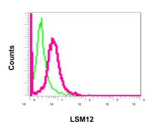 Flow cytometry analysis of permeabilized 293T cells labeling LSM12 with ab173291 at 1/10 dilution (red), compared to a rabbit IgG negative control (green).