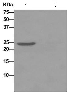 Western blot analysis on immunoprecipitation pellet from 1) HepG2 cell lysate or 2) 1X PBS (negative control) using ab173291 and HRP-conjugated anti-rabbit IgG preferentially detecting the non-reduced form of rabbit IgG.