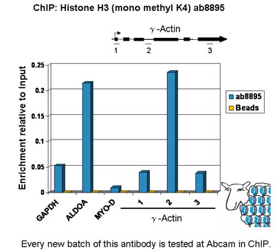 Chromatin was prepared from U2OS cells according to the Abcam X-ChIP protocol. Cells were fixed with formaldehyde for 10min. The  ChIP was performed with 25µg of chromatin, 2µg of  ab8895 (blue), and 20µl of Protein A/G sepharose beads. No antibody was added to the beads control (yellow). The immunoprecipitated DNA was quantified on the GAPDH and ALDOA (active) and MYO-D (inactive) promoters and over the y-Actin gene (active). Schematic diagram of the y-Actin gene is shown on the top of the figure. Black boxes represent exons and thin lines represent introns. PCR products are depicted as bars under the gene. 