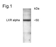 Anti-LXR alpha antibody (ab28478) (at a dilution of 1/500) + mouse liver samples