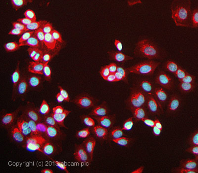 ICC/IF image of ab130283 stained MCF-7 cells. The cells were 100% methanol fixed (5 min) and then incubated in 1%BSA / 10% normal goat serum / 0.3M glycine in 0.1% PBS-Tween for 1h to permeabilise the cells and block non-specific protein-protein interactions. The cells were then incubated with the antibody ab130283 at 1µg/ml overnight at +4°C. The secondary antibody (green) was a goat anti-rabbit DyLight® 488 (ab96899) IgG (H+L) used at a 1/250 dilution for 1h. Alexa Fluor® 594 WGA was used to label plasma membranes (red) at a 1/200 dilution for 1h. DAPI was used to stain the cell nuclei (blue) at a concentration of 1.43µM.