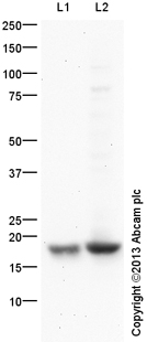 All lanes : Anti-Histone H3 (mono methyl R17) antibody (ab130283) at 1/250 dilutionLane 1 : Calf Thymus Histone Preparation Nuclear Lysate at 0.5 µgLane 2 : HeLa Histone Preparation Nuclear Lysate at 20 µgSecondaryGoat Anti-Rabbit IgG H&L (HRP) (ab97051) at 1/10000 dilutiondeveloped using the ECL techniquePerformed under reducing conditions.