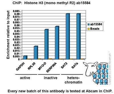 Chromatin was prepared from Hela cells according to the Abcam X-ChIP protocol. Cells were fixed with formaldehyde for 10min. The  ChIP was performed with 25µg of chromatin, 2µg of  ab15584 (blue), and 20µl of Protein A/G sepharose beads. No antibody was added to the beads control (yellow). The immunoprecipitated DNA was quantified by real time PCR (Taqman approach). Primers and probes are located in the first kb of the transcribed region.     