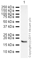 Anti-Histone H3 (mono methyl R2) antibody - ChIP Grade (ab15584) at 1 µg/ml + Calf Thymus Histone Preparation Nuclear Lysate at 0.5 µgSecondaryGoat polyclonal to Rabbit IgG - H&L - Pre-Adsorbed (HRP) at 1/3000 dilutionPerformed under reducing conditions.