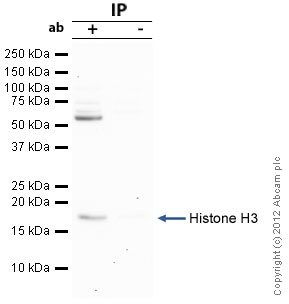 Histone H3 was immunoprecipitated using 0.5mg Hela whole cell extract, 5µg of Rabbit polyclonal to Histone H3 and 50µl of protein G magnetic beads (+). No antibody was added to the control (-). The antibody was incubated under agitation with Protein G beads for 10min, Hela whole cell extract lysate diluted in RIPA buffer was added to each sample and incubated for a further 10min under agitation.Proteins were eluted by addition of 40µl SDS loading buffer and incubated for 10min at 70oC; 10µl of each sample was separated on a SDS PAGE gel, transferred to a nitrocellulose membrane, blocked with 5% BSA and probed with ab15584.Secondary: Clean-Blot IP Detection Reagent (HRP) at 1/500 dilution.Band: 17kDa; Histone H3