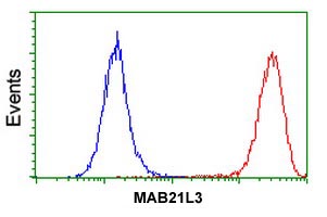 Flow cytometric analysis of MAB21L3 in HeLa cells using ab118989 at 1/100 dilution (Red) compared to a nonspecific negative control antibody (Blue).