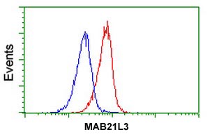Flow cytometric analysis of MAB21L3 in Jurkat cells using ab118989 at 1/100 dilution (Red) compared to a nonspecific negative control antibody (Blue).