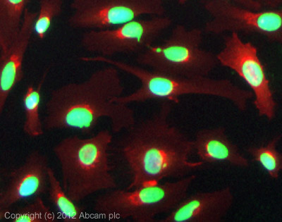 ICC/IF image of ab15584 stained HeLa cells. The cells were 100% methanol fixed (5 min) and then incubated in 1%BSA / 10% normal goat serum / 0.3M glycine in 0.1% PBS-Tween for 1h to permeabilise the cells and block non-specific protein-protein interactions. The cells were then incubated with the antibody (ab15584, 5µg/ml) overnight at +4°C. The secondary antibody (green) was ab96899, a goat anti-rabbit DyLight® 488 (IgG; H+L) used at a 1/250 dilution for 1h. Alexa Fluor® 594 WGA was used to label plasma membranes (red) at a 1/200 dilution for 1h. DAPI was used to stain the cell nuclei (blue) at a concentration of 1.43µM.