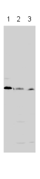 All lanes : Anti-HEXIM1 antibody (ab28016) at 1/1000 dilutionLane 1 : recombinant 6x His tagged HEXIM1 proteinLane 2 : Hela whole cell lysateLane 3 : Hela cell nuclear lysateSecondarydonkey anti-sheep peroxidase conjugate at 1/20000 dilution
