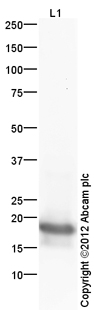 Anti-Histone H3 (mono methyl R26) antibody (ab130898) at 1 µg/ml + Calf Thymus Histone Preparation Nuclear Lysate at 0.25 µgSecondaryGoat Anti-Rabbit IgG H&L (HRP) (ab97051) at 1/10000 dilutiondeveloped using the ECL techniquePerformed under reducing conditions.