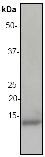 Anti-Macrophage Inflammatory Protein 1 beta antibody [EP521Y] (ab45690) at 1/500000 dilution + approximately 0.05ug/lane [0.5ug/200ul] of recombinant protein was loaded on the membraneSecondaryGoat anti-rabbit HRP labeled at 1/2000 dilution