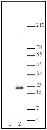 All lanes : Anti-Histone H3 (phospho S10 + S28) antibody (ab46986) at 1/5000 dilutionLane 1 : Acid extract of HeLa cells, no treatment Lane 2 : Acid extract of HeLa cells, treatment with colcemid.