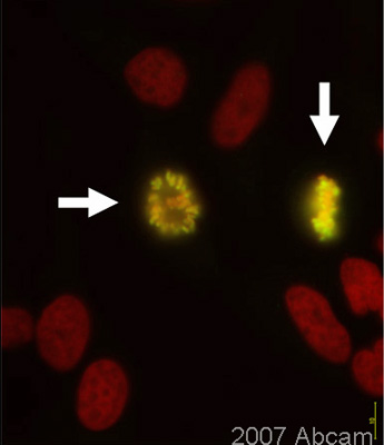 ab46986 detecting Histone H3 (green) in mitotic HeLa cells only (arrows). A secondary goat anti-rabbit antibody conjugated to Cy3 and a nuclear counterstain (DAPI, red) were also used. Please refer to abreview for further details.See Abreview