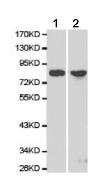 All lanes : Anti-MAD1 antibody (ab175245) at 1/500 dilutionLane 1 : HepG2 cell lysateLane 2 : HeLa cell lysate