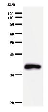 Anti-MAD1 antibody [MAD1D6H4] (ab50791) + Immunised recombinant protein