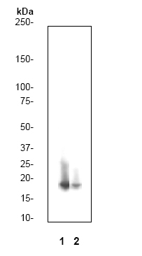 All lanes : Anti-Histone H3 (phospho S10) antibody [E173] (ab32107) at 1/2500 dilutionLane 1 : Hela cell lysate, untreated.Lane 2 : Hela cell lysate, treated with Alkaline Phosphatase.