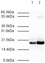 All lanes : Anti-Mad2L2 antibody (ab3630) at 1/500 dilutionLane 1 : Whole cell extract prepared from Hela cellsLane 2 : Nuclear lysates prepared from Hela cellsLysates/proteins at 20 µg per lane.SecondaryGoat Anti-Rabbit IgG H&L (HRP) (ab6721) at 1/2000 dilution