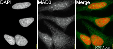 ab3995 (1/200) staining MAD3 in HeLa cells (green). Cells were fixed in methanol, permeabilised in 0.5% Triton X-100/ PBS and counterstained with DAPI in order to highlight the nucleus (red). Please refer to abreview for further experimental details.See Abreview