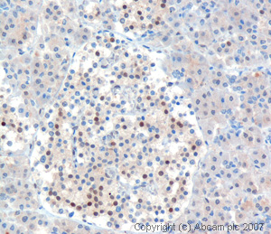The image shows human pancreas tissue in which some cells exhibit nuclear staining. The antigen retrieval method used was Tris EDTA pH9.