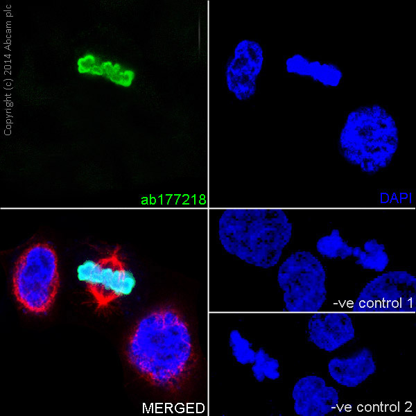 Immunofluorescent analysis of 4% paraformaldehyde-fixed, 0.1% Triton X-100 permeabilized HeLa (Human epithelial cells from cervix adenocarcinoma) cells labeling Histone H3 (phospho S10) with ab177218 at 1/5000 dilution, followed by Goat anti-rabbit IgG (Alexa Fluor® 488) (ab150077) secondary antibody at 1/500 dilution (green). Confocal image showing nuclear staining on HeLa cell line. The nuclear counter stain is DAPI (blue). Tubulin is detected with ab7291 (anti-Tubulin mouse mAb) at 1/1000 dilution and ab150120 (AlexaFluor®594 Goat anti-Mouse secondary) at 1/500 dilution (red).The negative controls are as follows:-ve control 1: ab177218 at 1/5000 dilution followed by ab150120 (AlexaFluor®594 Goat anti-Mouse secondary) at 1/500 dilution.-ve control 2: ab7291 (anti-Tubulin mouse mAb) at 1/1000 dilution followed by ab150077 (Alexa Fluor®488 Goat Anti-Rabbit IgG H&L) at 1/500 dilution.