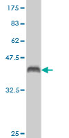 Western blot against tagged recombinant protein immunogen using ab57807 MAFA antibody at 1ug/ml.
