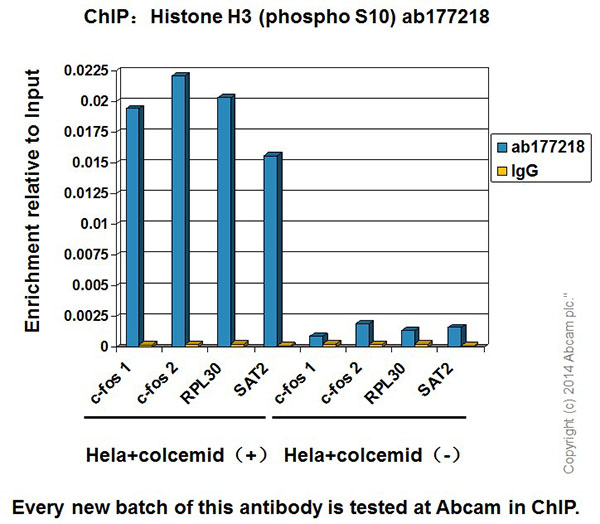 Chromatin was prepared from HeLa (Human epithelial cells from cervix adenocarcinoma) cells according to the Abcam X-ChIP protocol. HeLa (Human epithelial cells from cervix adenocarcinoma) cells were treated with colcemid at 150ng/ml for 20 h. Treated and non-treated cells were fixed with formaldehyde for 10 minutes. The ChIP was performed with 25µg of chromatin, 2µg of ab177218 (blue), and 20µl of Anti rabbit IgG sepharose beads. 2μg of rabbit normal IgG was added to the beads control (yellow). The immunoprecipitated DNA was quantified by real time PCR (Sybr green approach).
