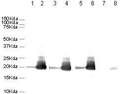 All lanes : Anti-Histone H3 (phospho S10) antibody [mAbcam 14955] - ChIP Grade (ab14955) at 0.5 µg/mlLane 1 : Control HeLa Histone prepLane 2 : Colecemid treated HeLa Histone prepLane 3 : Control HeLa Histone prep with Human Histone H3 (unmodified ) peptide (ab7228) at 1 µg/mlLane 4 : Colecemid treated HeLa Histone prep with Human Histone H3 (unmodified ) peptide (ab7228) at 1 µg/mlLane 5 : Control HeLa Histone prep with Human Histone H3 (phospho S28) peptide (ab14793) at 1 µg/mlLane 6 : Colecemid treated HeLa Histone prep with Human Histone H3 (phospho S28) peptide (ab14793) at 1 µg/mlLane 7 : Control HeLa Histone prep with Human Histone H3 (phospho S10) peptide (ab11477) at 1 µg/mlLane 8 : Colecemid treated HeLa Histone prep with Human Histone H3 (phospho S10) peptide (ab11477) at 1 µg/mlLysates/proteins at 5 µg per lane.SecondaryRabbit Anti-Mouse IgG H&L (HRP) (ab6728) at 1/5000 dilution