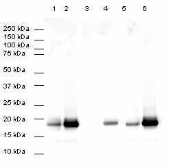 developed using the ECL techniquePerformed under reducing conditions.