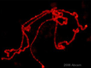 ab5176 at a 1/100 dilution staining Drosophila melanogaster (wild type) polytene chromosomes by ICC/IF. The cells were formaldehyde fixed and blocked with 1% BSA prior to incubation with the antibody for 12 hours. Bound antibody was detected using a Cy3 conjugated goat anti-rabbit antibody.See Abreview