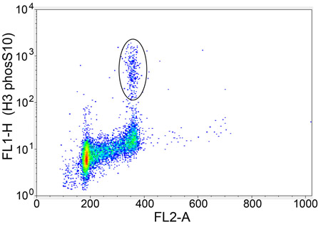 ab5176 (1/1000) staining a population of human HeLa cells positive for Histone H3 (phospho S10). Cells were trypsizined, pelleted and fixed in ice cold Ethanol. Debris was eliminated and FL2-A/FL2-W was used to eliminate clumping cells. For further experimental details please refer to abreview folder.See Abreview