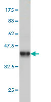 Western blot against tagged recombinant protein immunogen using ab56805 MAGED2 antibody at 1ug/ml.