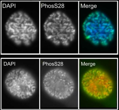 Indian Muntjac (top panel) and HeLa cells (bottom panel) immunofluorescently labelled with ab5169 (green) at a working dilution of 1/5000. The DNA is counterstained with DAPI and is shown in blue in the top panel and red in the bottom panel. This antibody gives a characteristic staining pattern for Histone H3 (phospho S28) whereby the signal increases in intensity during late G2 and continues to increase until metaphase. Upon entry into anaphase the signal begins to decrease until reaching basal levels by early G1. 100x magnification.