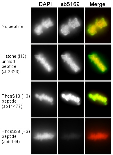 In situ peptide competition was perfomed on paraformaldehyde-fixed HeLa cells. Four 25µl aliquots were made, to which 7.5µg (1.5µl) of no peptide, H3 unmodified peptide (ab2623), H3 phospho S10 peptide (ab11477) or H3 phospho S28 peptide (ab5499) was added, mixed by vortexing and incubated for 1 hour at room temperature. Cells on glass coverslips were fixed with 4% paraformaldehyde (10min) and gently washed twice with PBS, then permeabilized with 0.5% Triton X-100 in PBS (10min) and gently washed three times with PBS. The cells were immunofluorescently labeled with either the peptide-competed antibody or the control antibody (i.e. no peptide) for 30min at room temperature, washed briefly with PBS containing 0.1% Triton X-100 (1 min) and twice with PBS. The cells were then incubated with an appropriate dilution of a secondary antibody at room temperature for 30min, rinsed as above and mounted using a 90% glycerol in PBS mount