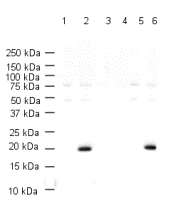 All lanes : Anti-Histone H3 (phospho S28) antibody (ab4178)Lane 1 : Calf thymus histone lysateLane 2 : colecemid-treated histones at 10 µgLane 3 : Calf thymus histone lysate with Human Histone H3 (phospho S28) peptide (ab14793) at 1 µg/mlLane 4 : colecemid-treated histones at 10 µg with Human Histone H3 (phospho S28) peptide (ab14793) at 1 µg/mlLane 5 : Calf thymus histone lysate with Human Histone H3 (unmodified ) peptide (ab14794) at 1 µg/mlLane 6 : colecemid-treated histones at 10 µg with Human Histone H3 (unmodified ) peptide (ab14794) at 1 µg/mlSecondaryGoat Anti-Rabbit IgG H&L (HRP) (ab6721) at 1/5000 dilutionPerformed under reducing conditions.