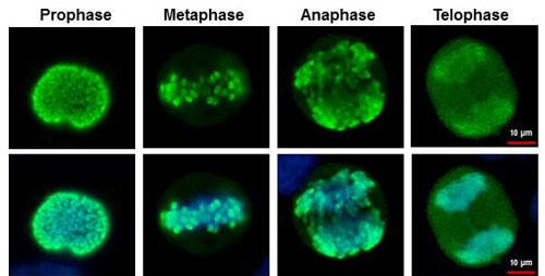 Immunofluorescent analysis of asynchronous HeLa cells (fixed in 2% paraformaldehyde for 30 mins) labeling Histone H3 (phospho S28) at 1/500 dilution (green). Counter stained with Hoechst 33342 (blue) in bottom panels.